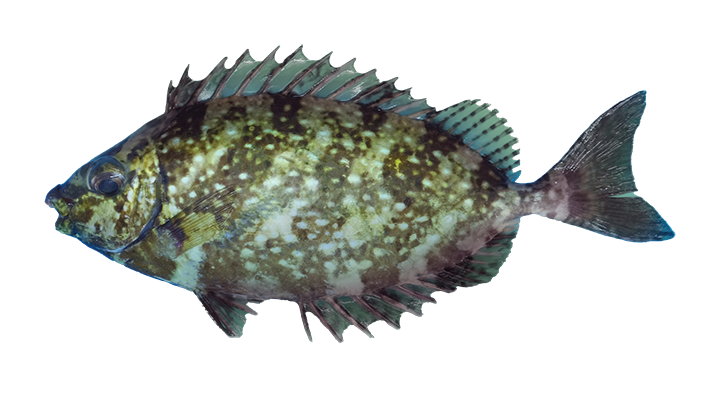 Bayu Aquaculture | White Spotted Spinefoot