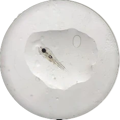 Bayu Aquaculture | Vermiculated Spinefoot