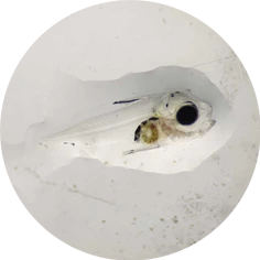 Bayu Aquaculture | Vermiculated Spinefoot