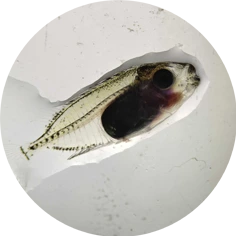 Bayu Aquaculture | Vermiculated Spinefoot