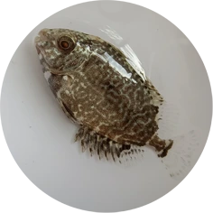 Bayu Aquaculture | Vermiculated Spinefoot