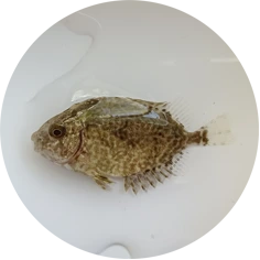 Bayu Aquaculture | Vermiculated Spinefoot