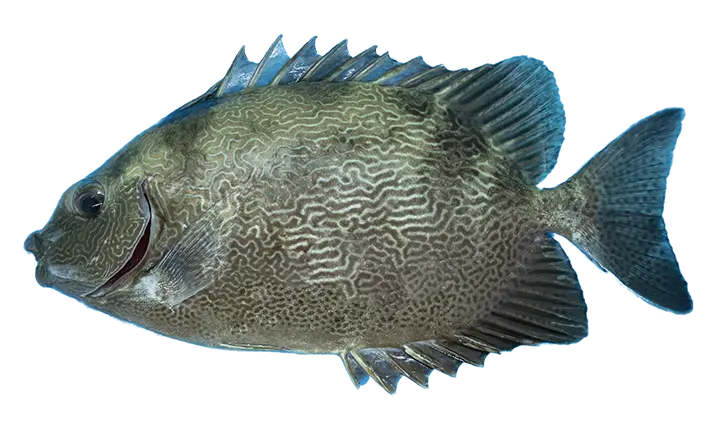 Bayu Aquaculture | Vermiculated Spinefoot