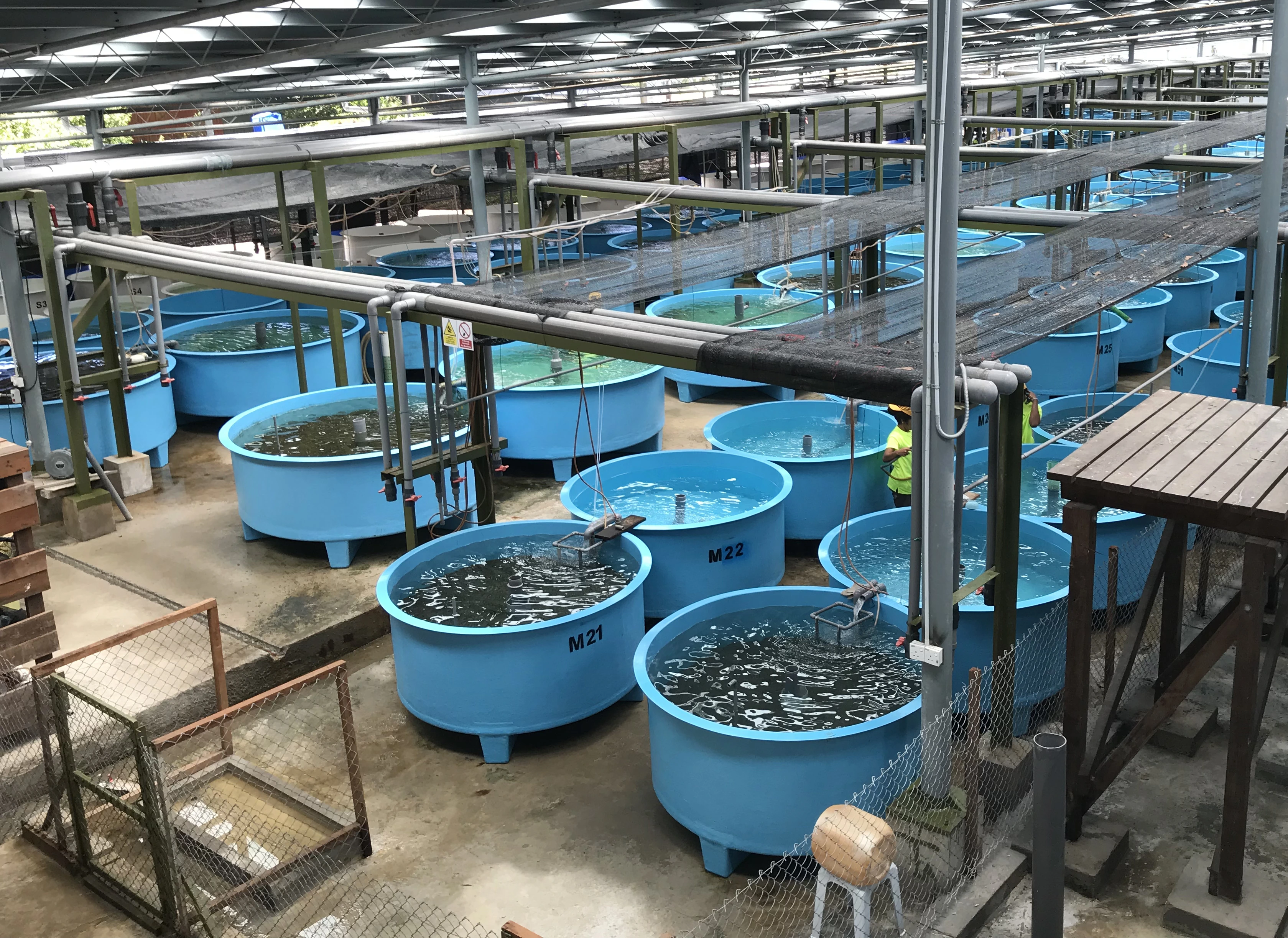 Fish fry incubation