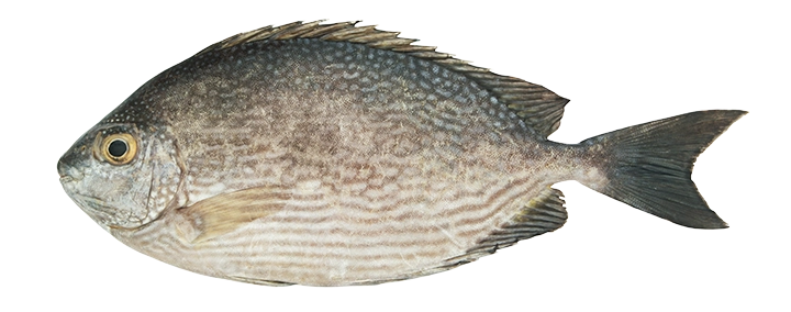 Streaked Spinefoot